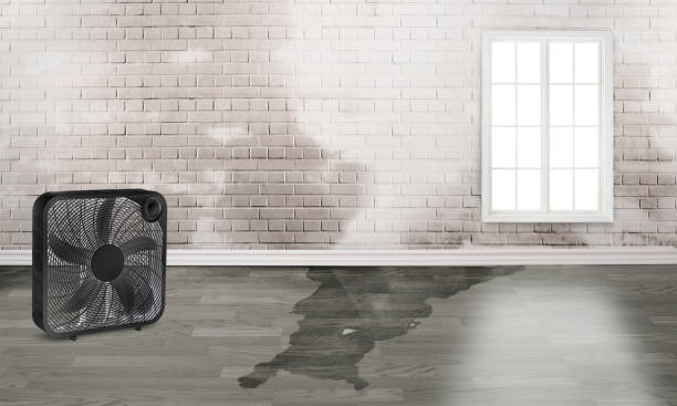 Best Local water damage restoration  in Shasta Lake, CA